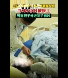 男童手臂伸进笼子被藏獒咬断 手术差不多花了6个小时