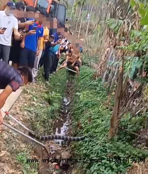 海南一村民被2米多长毒蛇咬死
