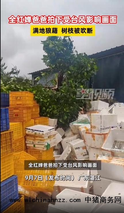 全红婵爸爸拍下受台风影响画面